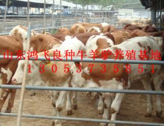 养殖肉牛哪里提供养殖技术和优良肉牛犊