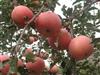 山东水果种植基地红富士苹果批发网批发价格