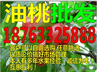 江西油桃基地油桃