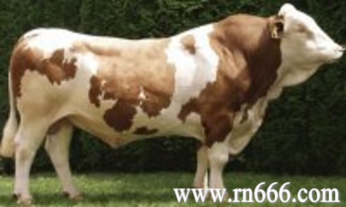 黄石最大肉牛商肉牛繁育养殖基地  优质肉牛品种