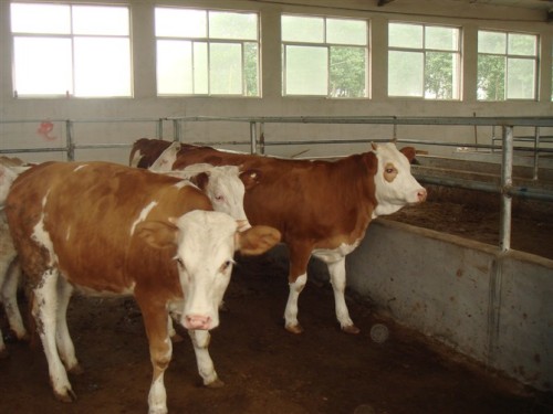 江苏肉牛犊销售肉牛市场 肉牛繁育养殖基地  优质肉牛品种