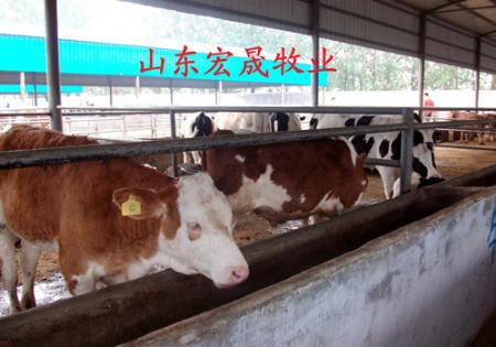 宝鸡最大肉牛商肉牛繁育养殖基地  优质肉牛品种
