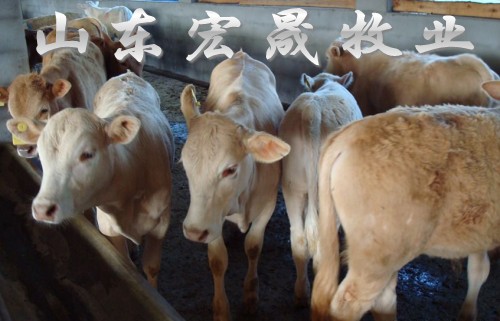 马鞍山最大肉牛商肉牛繁育养殖基地  优质肉牛品种
