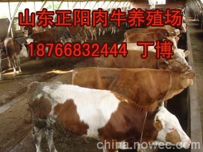 广西贺州哪里有卖小牛犊的