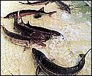 美国红淡水鱼鲟鱼