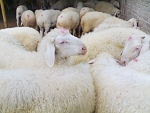 2009年波尔山羊价格 西门塔尔肉牛价格 纯种波尔山羊 波尔山羊视频波尔山羊养殖场