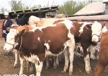最近牛犊价格 最新肉牛养殖行情