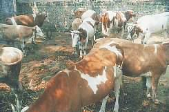 山东肉牛养殖基地贵州肉牛养殖技术广东种草肉牛养殖技术贵州肉牛