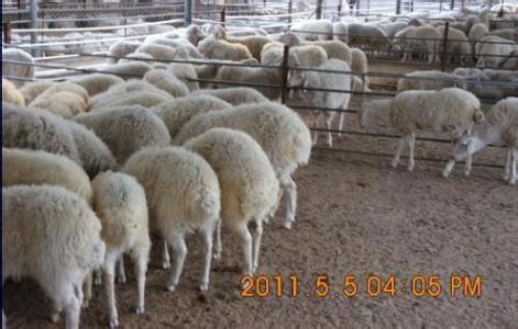 2014年致富项目-养殖-养羊 养羊技术 养羊效益