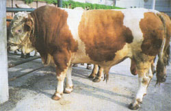 夏洛莱肉牛犊肉牛小公牛改良肉牛 改良肉牛育肥牛