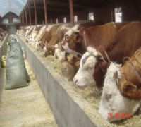 肉牛养殖项目在湖南省有补贴发放吗去哪里咨询养殖要有规模才可以补贴吗