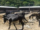 肉驴杨紫视频09年肉驴养殖市场前景一头肉驴养殖