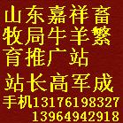 嘉祥县畜牧局畜禽良种推广站站长 高军成