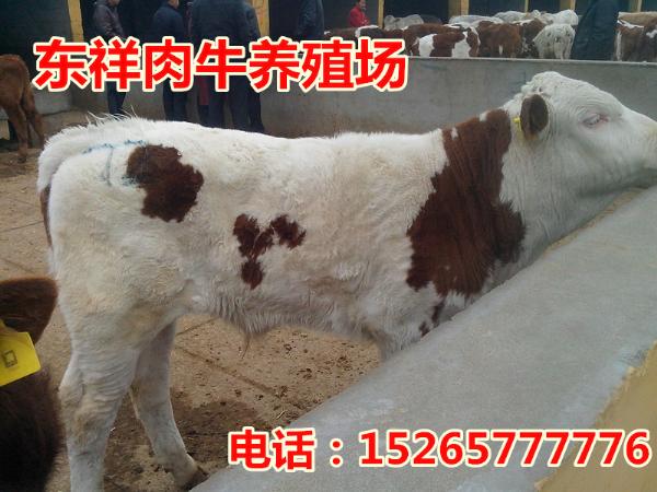 定西肉牛养殖场在哪买15265777776