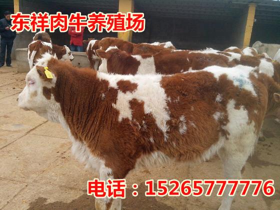 珲春秸秆养牛什么地方有卖的15265777776
