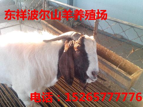 葫芦岛波尔山羊幼羊价格什么地方有卖的15265777776