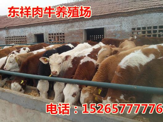 开原肉牛养殖场什么地方有卖的15265777776
