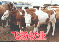 肉牛养殖 养牛技术 夏洛莱肉牛养殖