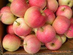 山东苹果行情 嘎拉苹果基地在哪里 那里苹果最便宜 山东嘎拉苹果价格