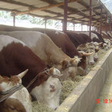 山东肉牛养殖-肉牛市场行情-肉牛养殖效益