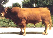 适合全国各地养殖肉牛品种-利木赞牛