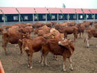 山东最大牛羊场 最大肉牛场 最大种牛场 最大种羊 最大肉羊场