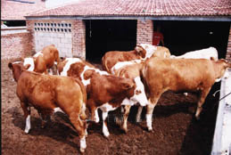 产品江西肉牛养殖场 江西肉牛养殖场