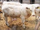 肉牛犊育肥牛架子牛种牛犊养殖效益