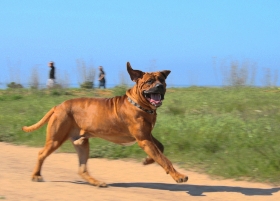 马犬  山东马犬价格  湖南哪里有养殖马犬的