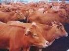 买小牛喂大牛买瘦牛育肥牛买母牛繁小牛