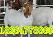 波尔山羊种公羊小羊出售山东启航牧业养殖场