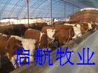 厦门肉牛基地养牛场在哪里