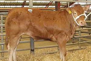 合肥肉牛犊养殖价格