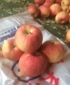 山东红富士苹果批发价格膜带苹果入库多少钱一斤