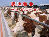河南许昌哪里有肉驴出售的牧场