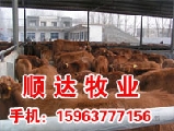 鲁西犊牛的饲养管理技术