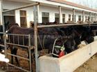 贵州肉驴养殖行情稳利润高-肉驴价格-肉驴品种介绍