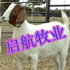 江苏适合养殖的肉羊品种