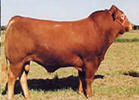 山东肉牛养殖业 肉牛的养殖技术 肉牛养殖效益分析