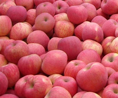 山东红富士苹果产地及批发价格