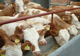 吉林省肉牛养殖基地江西肉牛养殖基地
