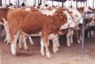 肉牛肉羊奶牛肉牛养殖技术-中国畜牧业信息网 饲用玉米养牛肉牛销售安徽肉牛
