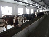 现在中国肉牛市场行情走势