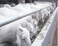 杜泊绵羊养殖场杜泊绵羊价格小尾寒羊养殖场