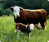吉林最大肉牛市场图们养牛场买牛肉牛养殖场