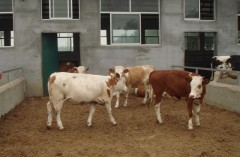 吉林最大肉牛市场安图养牛场买牛肉牛养殖场