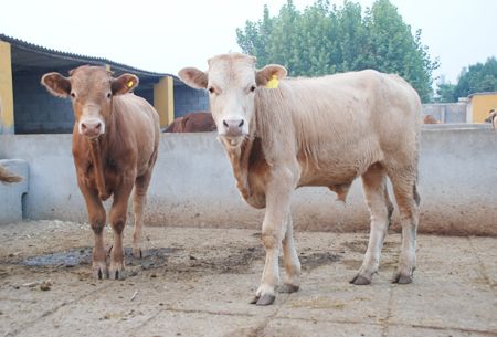 吉林最大肉牛市场通化养牛场买牛肉牛养殖场