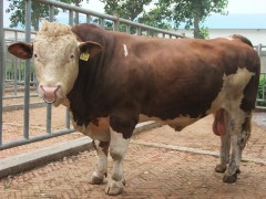 吉林最大肉牛市场扶余养牛场买牛肉牛养殖场