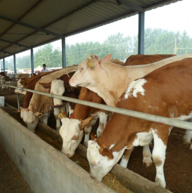 黑龙江肉牛养殖基地香坊养牛场买牛肉牛养殖场