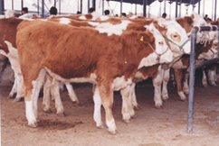 肉牛养殖基地 肉牛养殖场 黄牛养殖效益